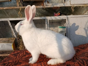 Masculi hycole francez!