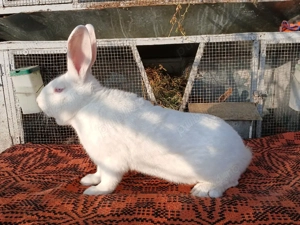 Masculi hycole francez! - imagine 2