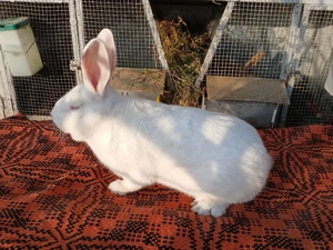 Masculi hycole francez! - imagine 3