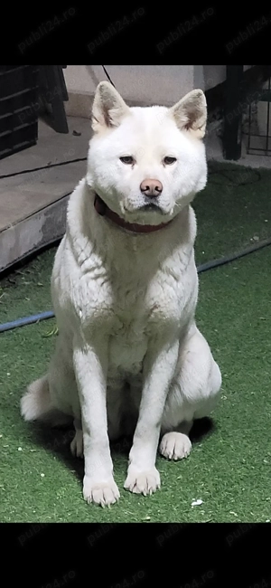 Akita Inu Alb. Rasa pură.  - imagine 3