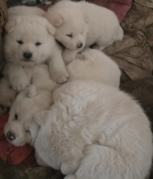 Akita Inu Alb. Rasa pură.  - imagine 4