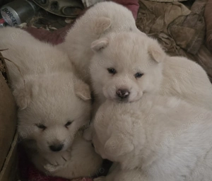 Akita Inu Alb. Rasa pură. 