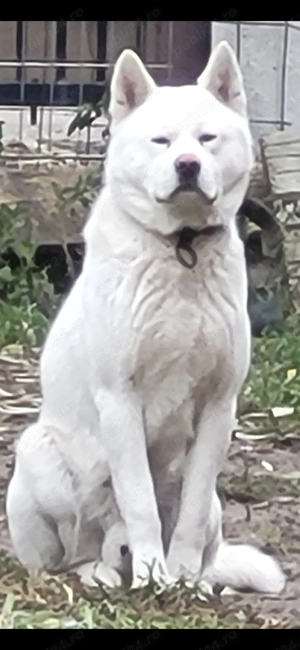 Akita Inu Alb. Rasa pură.  - imagine 2