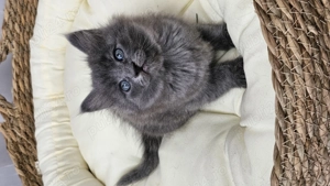 Pui Nebelung Albastru de Rusia cu blana lunga, gri integral - imagine 3