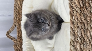 Pui Nebelung Albastru de Rusia cu blana lunga, gri integral - imagine 2