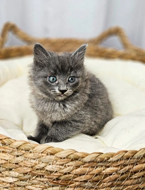 Pui Nebelung Albastru de Rusia cu blana lunga, gri integral