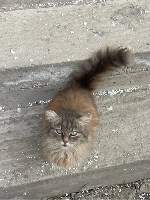 Donez pisica maine coon. 