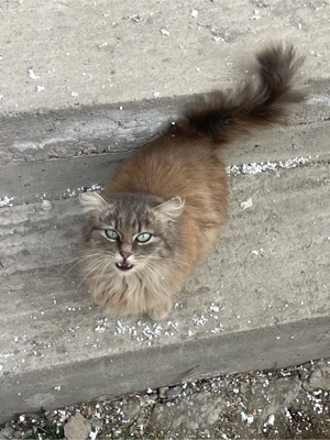 Donez pisica maine coon.  - imagine 2