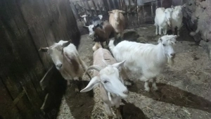 capre de vanzare - imagine 5