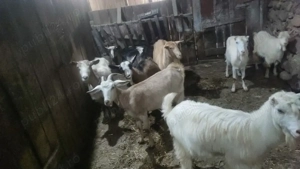 capre de vanzare - imagine 4