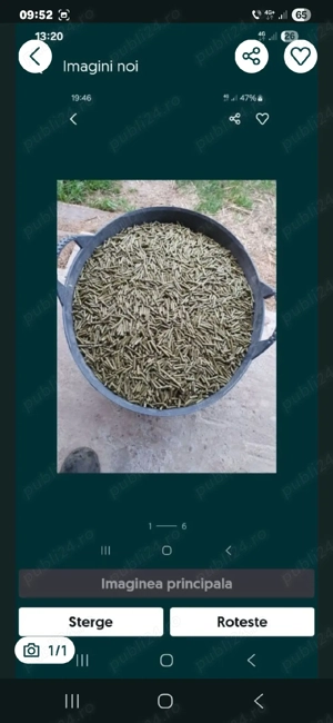 granule ptr iepuri