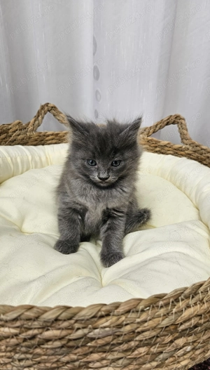 Pui Nebelung Albastru de Rusia cu blana lunga, gri integral - imagine 4