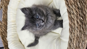 Pui Nebelung Albastru de Rusia cu blana lunga, gri integral - imagine 5