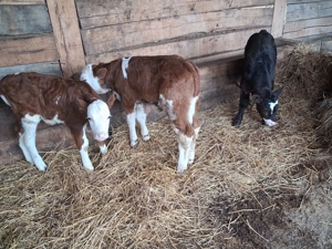 Vand 3 taurasi sugari - imagine 2