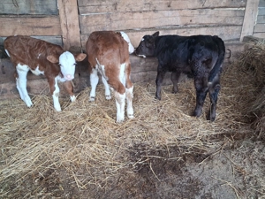 Vand 3 taurasi sugari - imagine 3