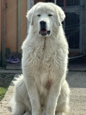 ciobanesc de bucovina - imagine 3