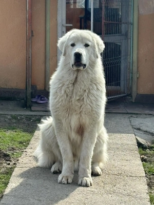 ciobanesc de bucovina - imagine 2