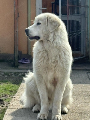 ciobanesc de bucovina - imagine 4