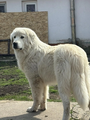 ciobanesc de bucovina - imagine 5