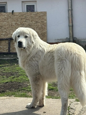 ciobanesc de bucovina