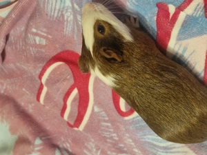 Donez porcusor de guineea cu tot cu cușcă 