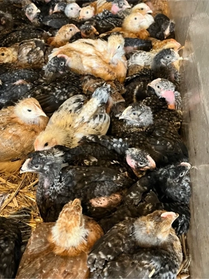 Pui zburați rasă mixtă