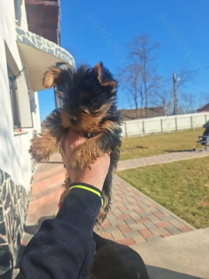 Yorkshire terrier- 1mascul  - imagine 2
