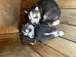 Donez metis de husky - imagine 2