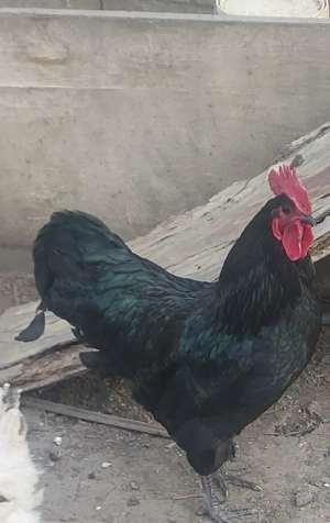 vand doi cocosi australorp