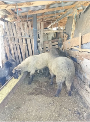 miei pentru pasti 24 lei kg în viu 40 carcasă