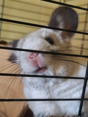 chinchilla alba si brown velvet  - imagine 4