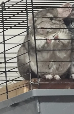 chinchilla alba si brown velvet  - imagine 5