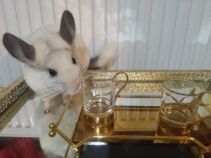 chinchilla alba si brown velvet  - imagine 3