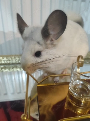 chinchilla alba si brown velvet 