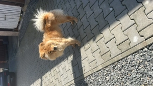 Căței Chow Chow cu Bchon - imagine 2