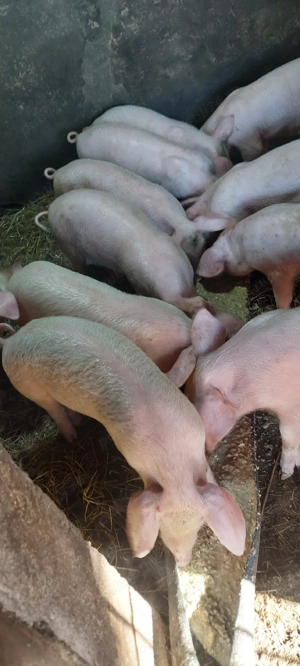 purcei disponibili  - imagine 2