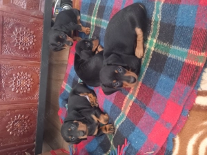 Suntem trei frățiori ruda cu patrocle  - imagine 5