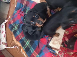 Suntem trei frățiori ruda cu patrocle  - imagine 2