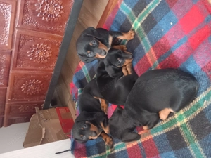 Suntem trei frățiori ruda cu patrocle  - imagine 4