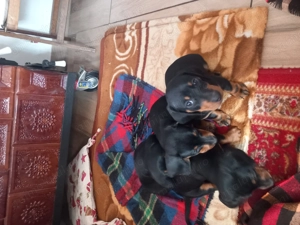 Suntem trei frățiori ruda cu patrocle  - imagine 3