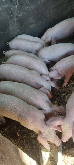 purcei disponibili  - imagine 4