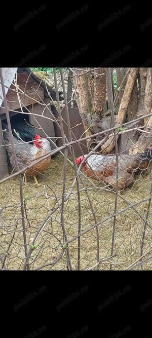 ouă incubat italiană argintie  - imagine 3