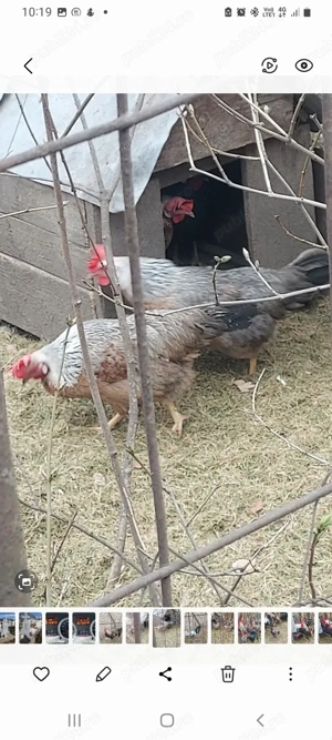 ouă incubat italiană argintie  - imagine 2