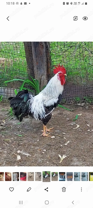 ouă incubat italiană argintie  - imagine 5