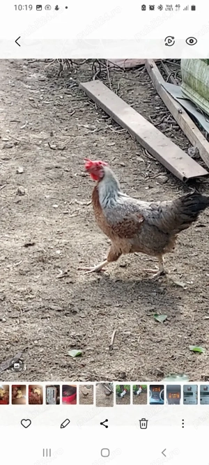 ouă incubat italiană argintie  - imagine 4