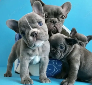 bulldog francez mascul