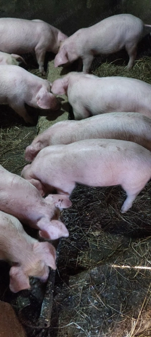 purcei disponibili  - imagine 7