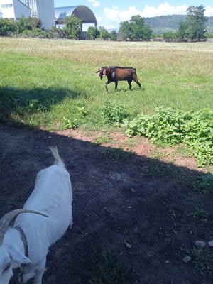 Vând țap anglonubian - imagine 2