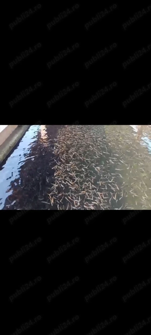 Puiet de pastrav curcubeu - imagine 3