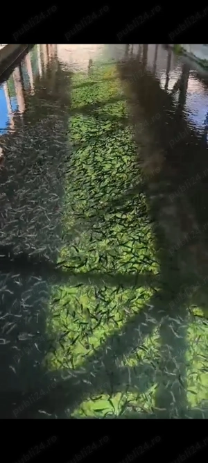 Puiet de pastrav curcubeu - imagine 2